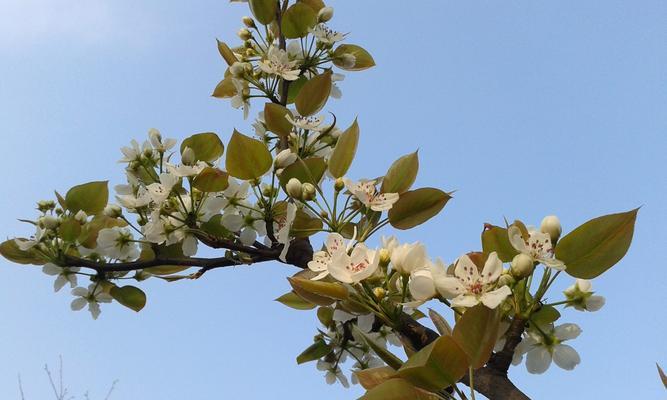 梨花开花季节及观赏指南（春天里的梨花盛宴，让我们一起踏春赏花吧！）