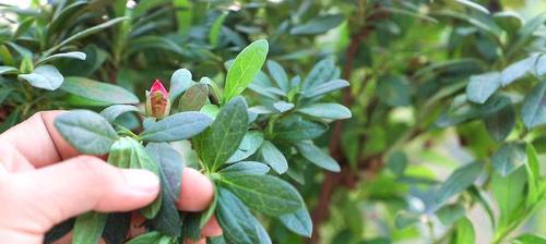 杜鹃花叶子掉光了，怎么救活？（抢救杜鹃花的最后机会，从这些方面入手）