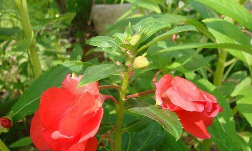 夏天的花海漫步（探寻盛夏中璀璨绽放的花朵）