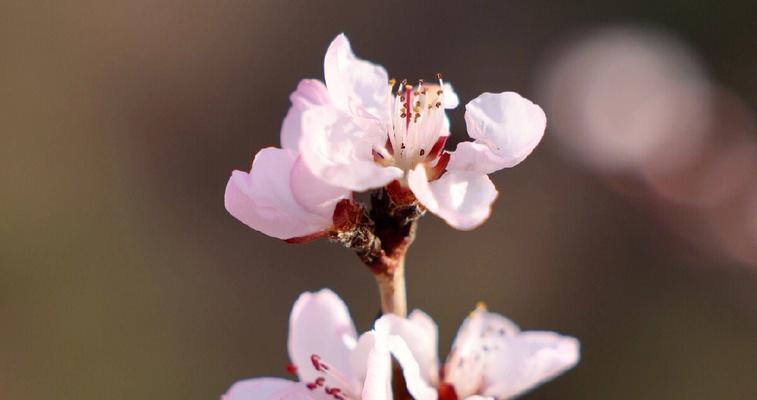 三月花期特点（三月花期变化的8种表现）