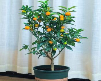 金桔盆栽的种植方法（如何在家中养护一颗健康的金桔盆栽？）