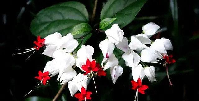 龙吐珠花的繁殖方法（从种子到开花，解析龙吐珠花的繁殖技巧）