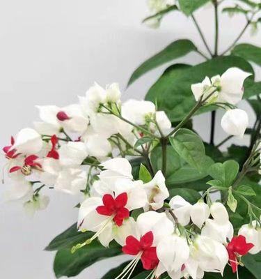 龙吐珠花的繁殖方法（从种子到开花，解析龙吐珠花的繁殖技巧）