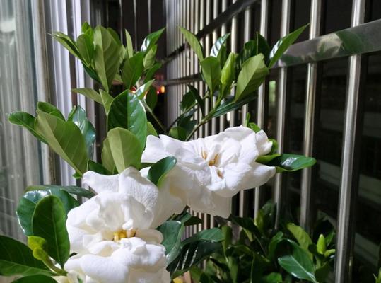 室内栀子花的养殖方法及注意事项（打造室内清香花园，把栀子花带回家）