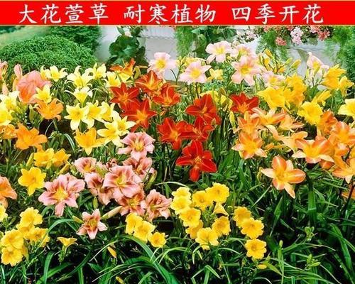 北方宿根花卉品种介绍（探秘北方四季花开的奇妙世界）