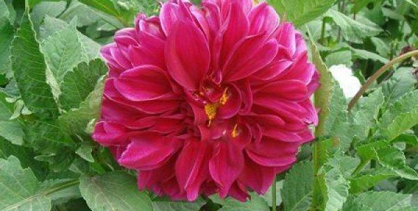 迎接新年,迎接花的盛宴(1月份哪些花儿最美?——寻找一月之美) 迎接新年,迎接花的盛宴(1月份哪些花儿最美?——寻找一月之美)