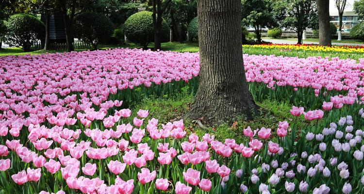 迎接新年,迎接花的盛宴(1月份哪些花儿最美?——寻找一月之美) 迎接新年,迎接花的盛宴(1月份哪些花儿最美?——寻找一月之美)