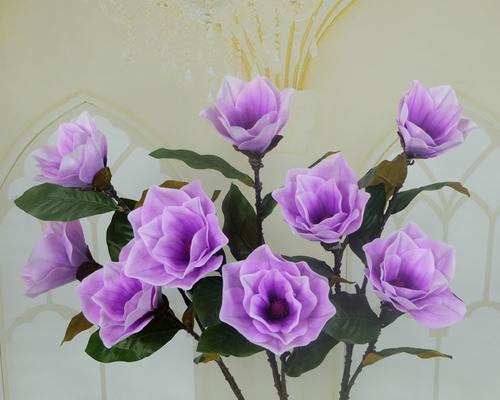 紫色玉兰花的寓意与象征（探寻紫色玉兰花的内涵）