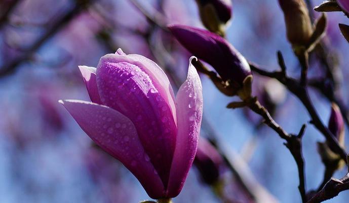 紫色玉兰花的寓意与象征（探寻紫色玉兰花的内涵）