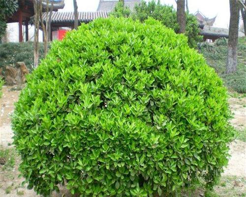 常绿灌木的多样性及生态价值（探究常绿灌木的品种与特点——以常见树种为例）