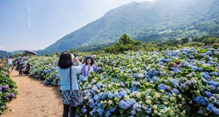 如何种植绣球花（绣球花的品种、选址、肥料、浇水、修剪、病虫害防治、繁殖和养护）