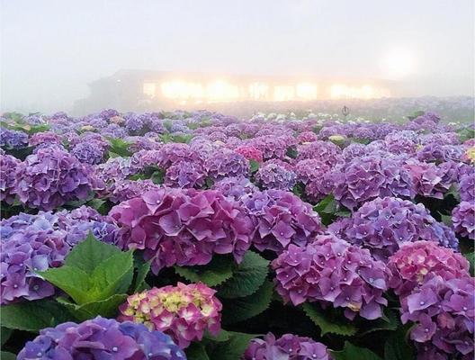 如何种植绣球花（绣球花的品种、选址、肥料、浇水、修剪、病虫害防治、繁殖和养护）