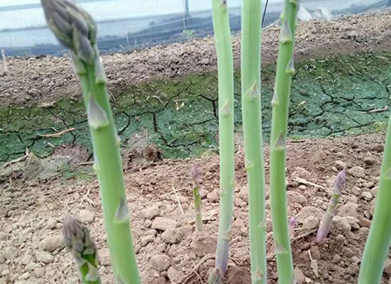 解密芦笋种子的特点（探究芦笋种子的形态与生理特征）