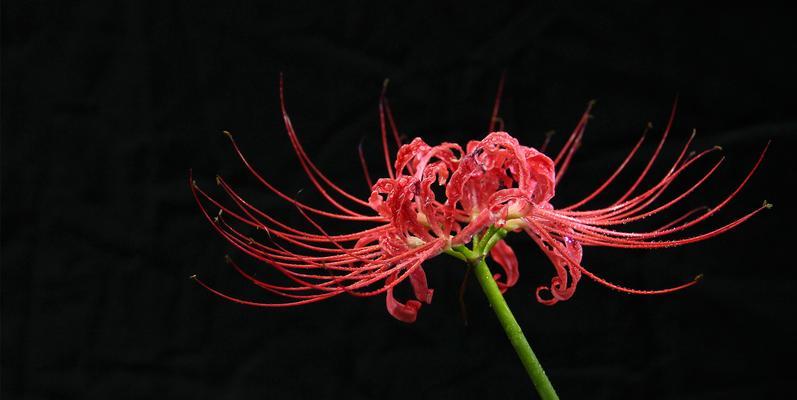 揭秘“长叶子”的彼岸花之谜（探究彼岸花秋天长叶子的原因与解释）