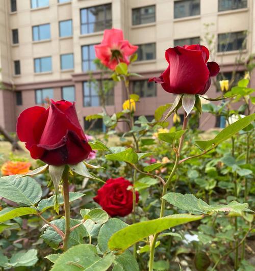 月季花期的全面介绍（探究月季盛放的周期，从而更好地照料花园）