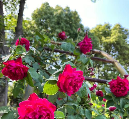 月季花期的全面介绍（探究月季盛放的周期，从而更好地照料花园）