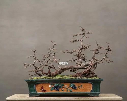 如何正确养护雀梅（让你的雀梅花开得更美）