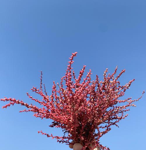 碱蓬草，荒漠中的绿色生命（探秘碱蓬草的生态适应性和应用价值）