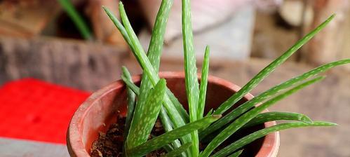 芦荟的施肥技巧（让你的芦荟茁壮成长）