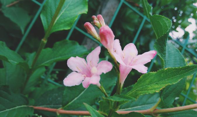 锦带花的繁殖方法（一步步教你如何繁殖锦带花）