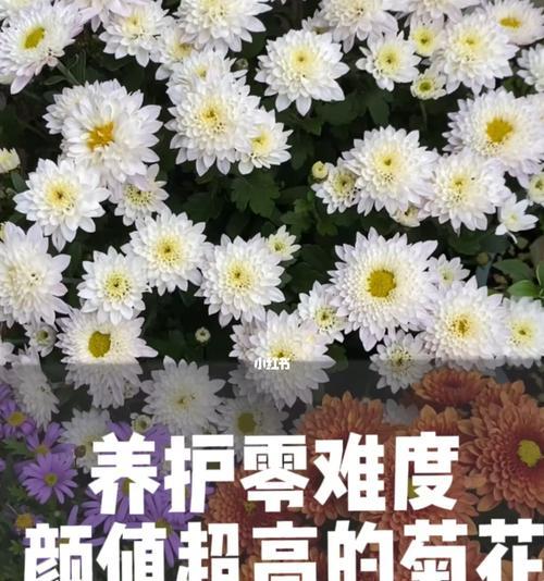 如何养好菊花？（分享养菊心得，让你轻松拥有美丽的花园）