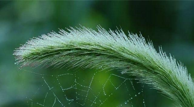 打造迷人花园，从猫尾草种植开始（猫尾草种植指南，让你轻松拥有美丽花园）