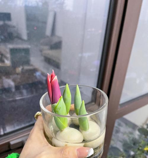 水培郁金香的种植方法（无土种植，让美丽绽放）
