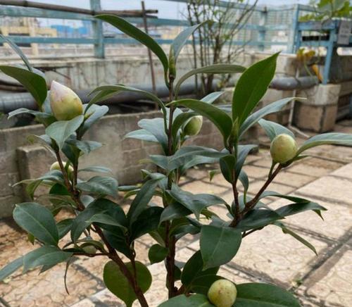 如何掌控茶花翻盆换土时机（茶花生长周期、土壤水分与温度是关键）