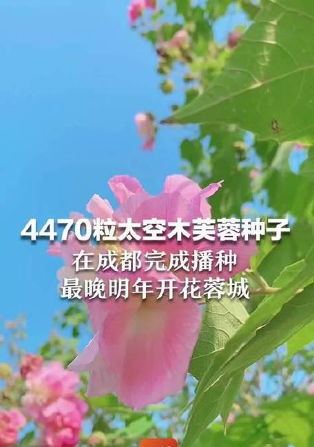 芙蓉花种子种植全攻略（什么时候开花？如何种植？花期多久？）