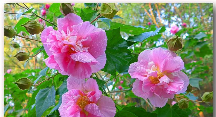 芙蓉花种子种植全攻略（什么时候开花？如何种植？花期多久？）