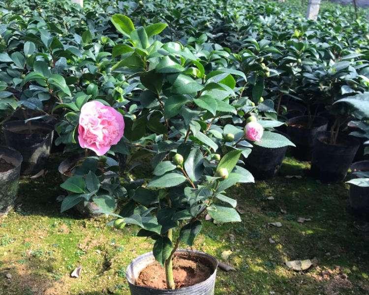 五色赤丹茶花的养殖方法详解（打造美丽花园的必备技巧）