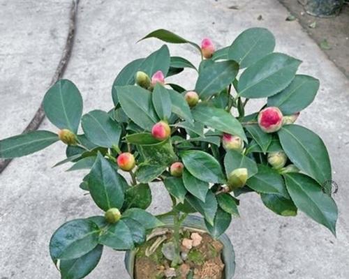 五色赤丹茶花的养殖方法详解（打造美丽花园的必备技巧）