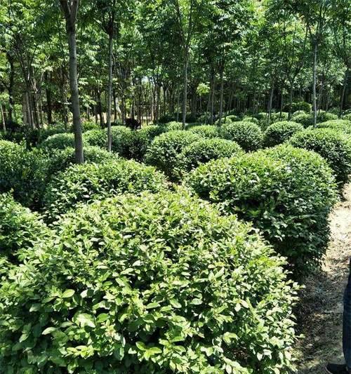 小叶女贞球的种植技巧（轻松掌握小叶女贞球的种植方法）