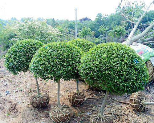 小叶女贞球的种植技巧（轻松掌握小叶女贞球的种植方法）