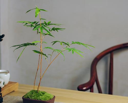 四季竹子的养殖技巧（打造旺盛生长的四季竹）