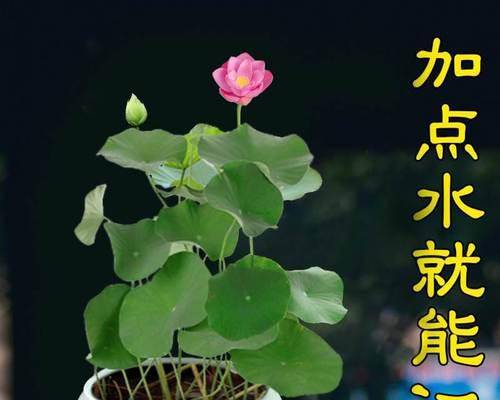 水培种植碗莲（如何种植碗莲？水培多久能开花？）