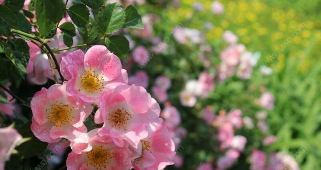 冬季蔷薇花的养殖方法（如何在寒冬中让蔷薇花开得更美？）