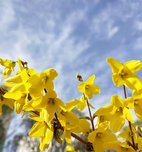 迎春花寓意深刻（探秘春节“花中”的内涵）