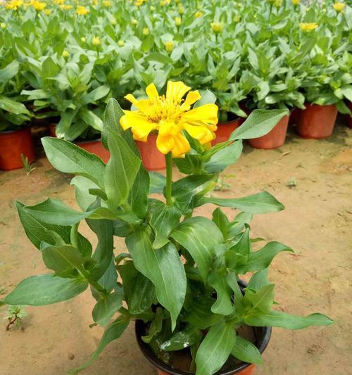 百日草的种植与养护（如何在家里种植美丽的百日草？时间、地点、方法全面指南）