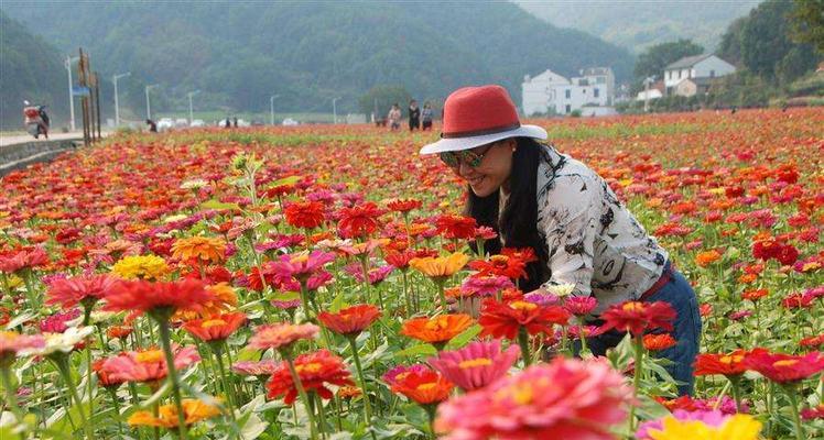 百日草的种植与养护（如何在家里种植美丽的百日草？时间、地点、方法全面指南）