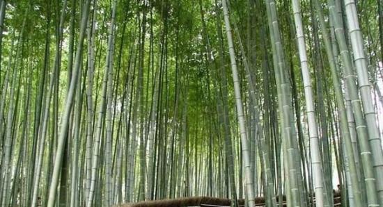 竹子的象征意义（探寻竹子在文化传统中的地位与价值）