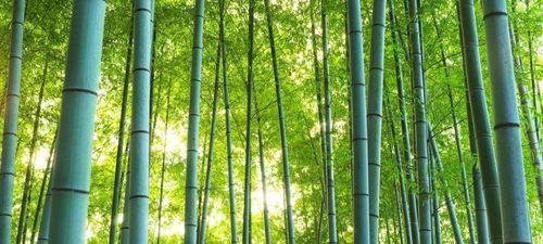 竹子（解析竹子的生物学特性和分类）