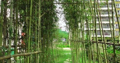 竹子（解析竹子的生物学特性和分类）