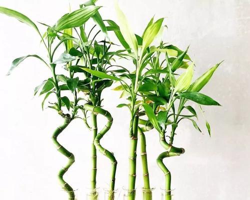 土培富贵竹养护全攻略（打造简单易学的富贵竹养护方式，让你的家更加靓丽）