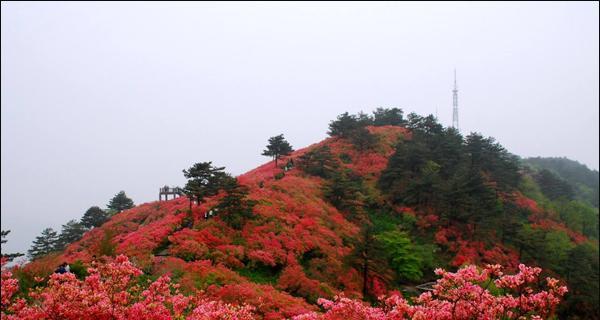 云雾山的杜鹃花开放时节（探寻云南最美的花海景观）