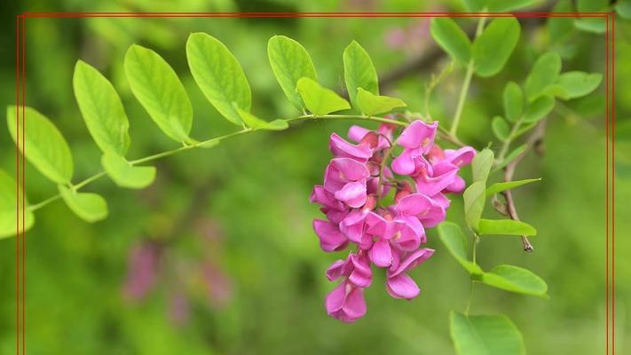 紫槐花的开花时间（了解紫槐花的开花习性，赏花更添乐趣）