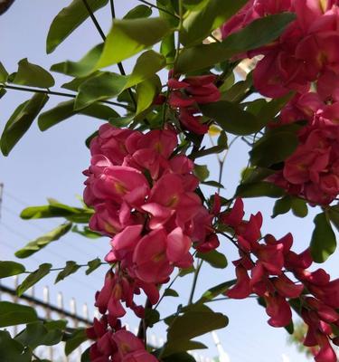 紫槐花的开花时间（了解紫槐花的开花习性，赏花更添乐趣）