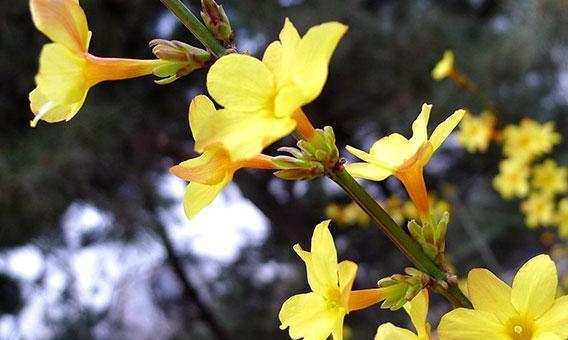 迎春花的品种、颜色与养护（春天里让迎春花绽放耀眼的光彩）