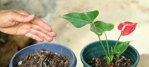 红掌上盆后的养护（如何让你的红掌长得更健康）