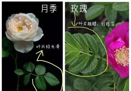 玫瑰与月季（探究两种花卉的生长环境、外观特征、品种分类以及栽培技巧）